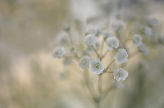 Baby's Breath Flowers