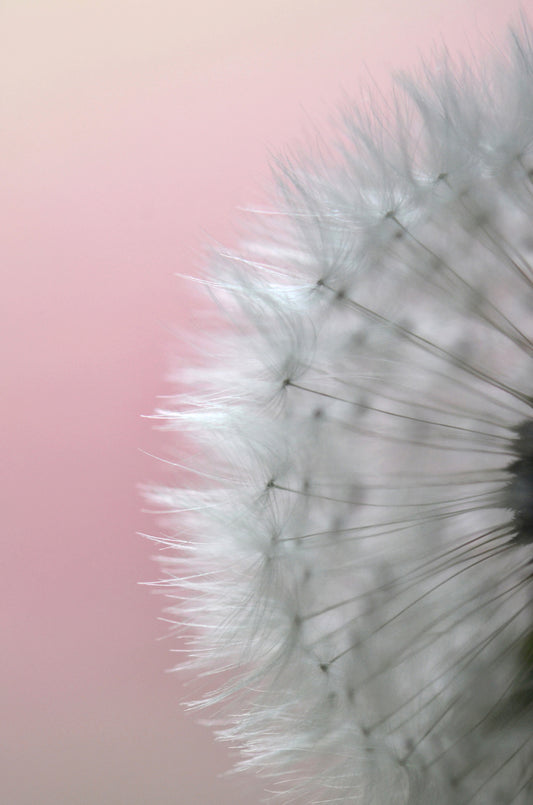 Delicate Nature