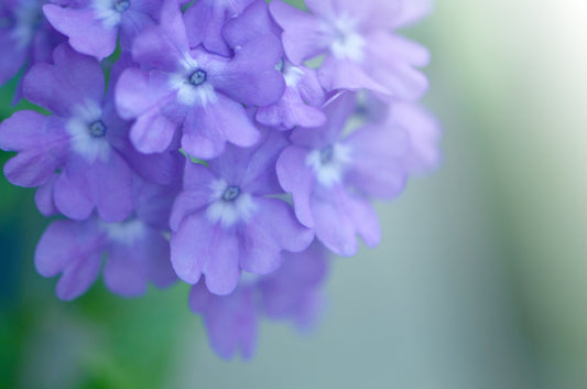 Purple Phlox Flower