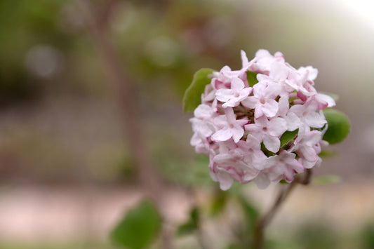 Little Pink Phlox Flowers