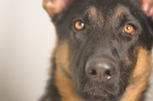 German Shephard Dog
