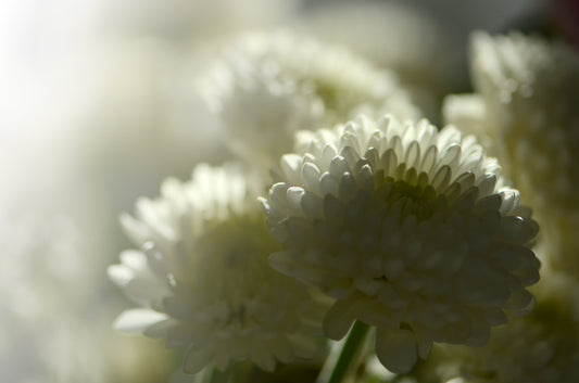 Sunlit Daisy's