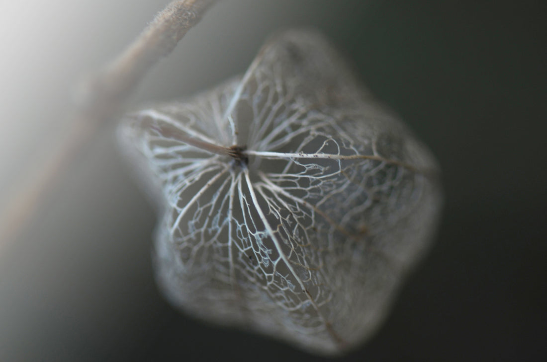 Delicate Nature Dried Flowers