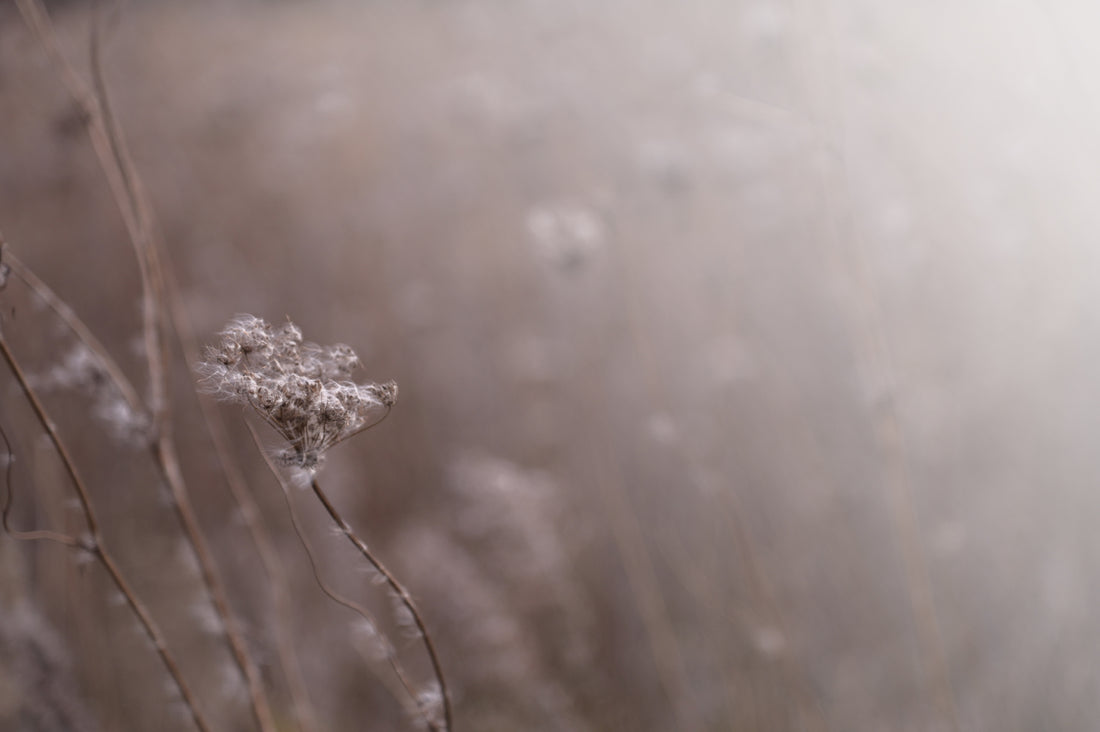 Dried Flower