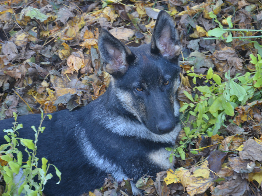 German Shephard Dog
