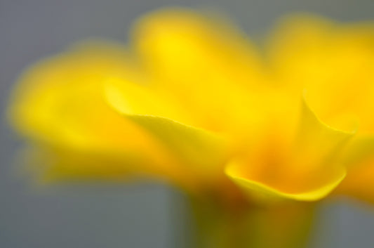 Close up of a yellow flower