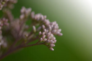 Nautre's Flowers