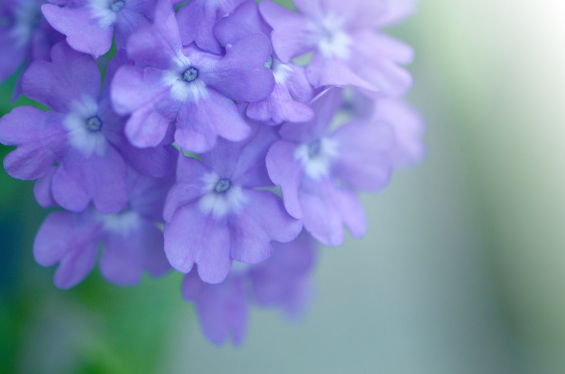Purple Phlox Flower