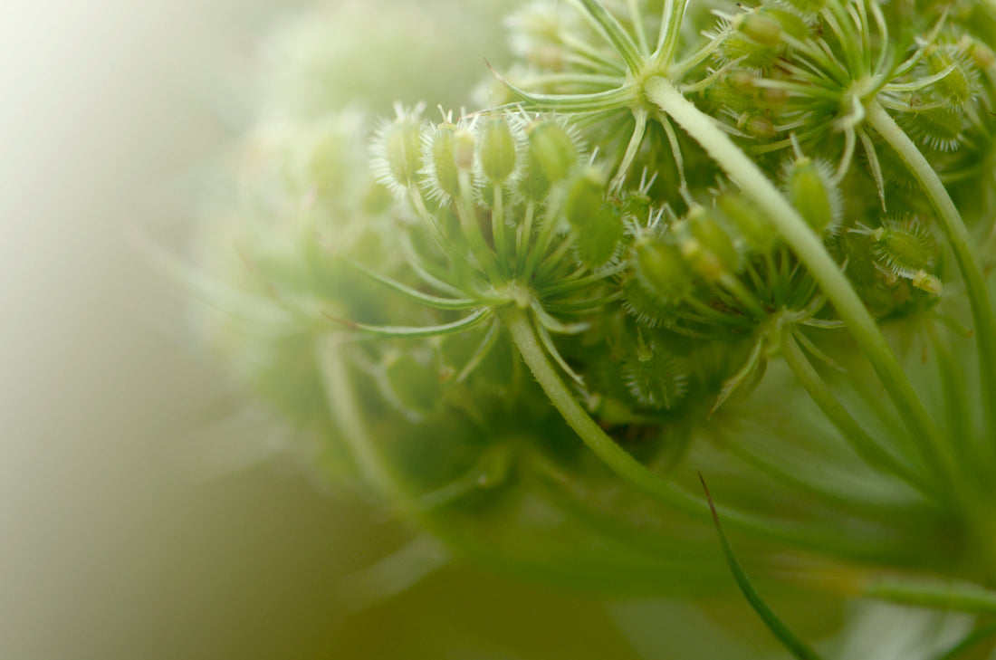 Queen Ann's Lace Seeds