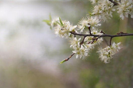 Apple Blossom Blooms in the spring