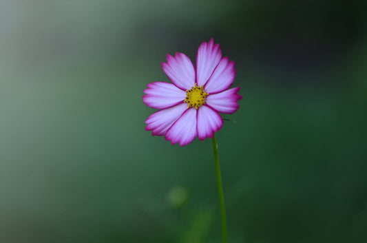 Your Word for the New Year.