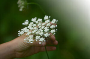 My Boy holding A Queen Ann's Lace Flower