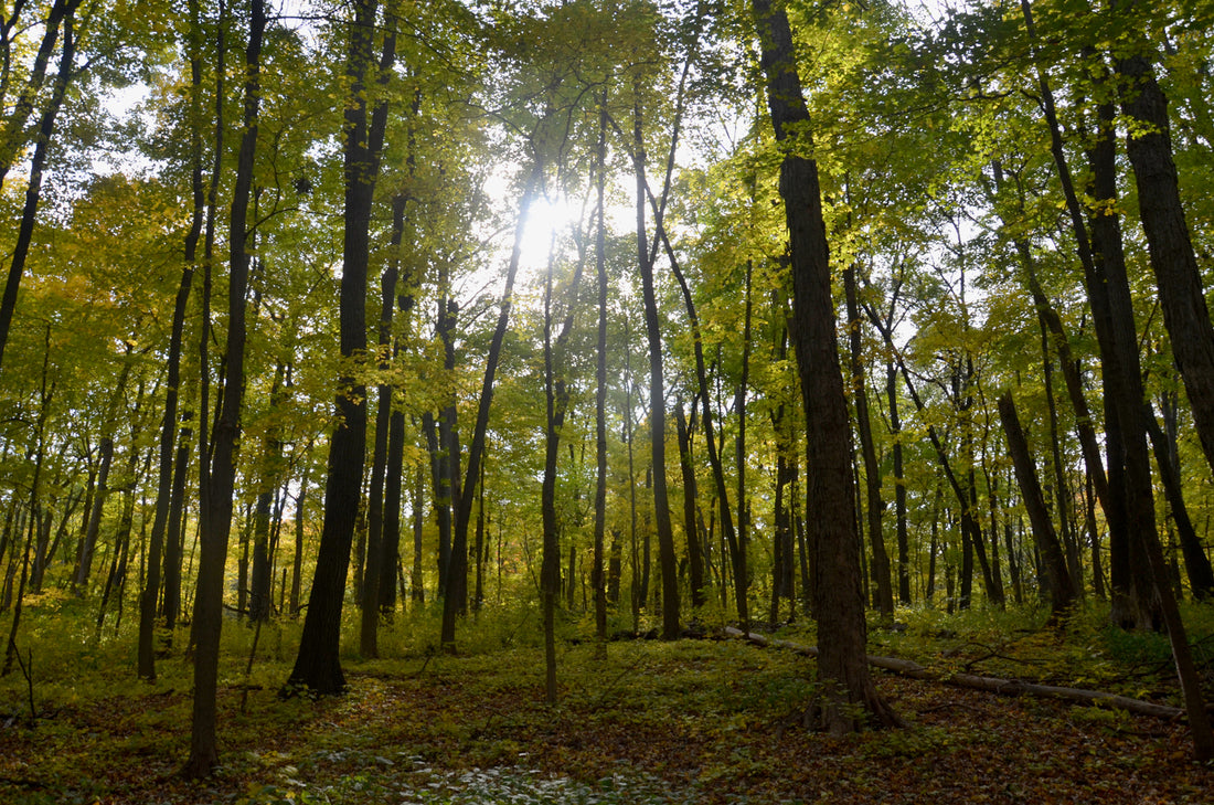Beautiful Forest