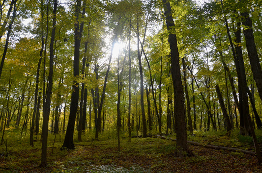 Beautiful Forest