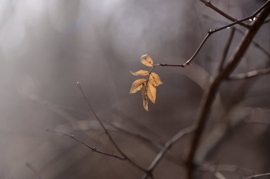 Dried Leaves on a tree