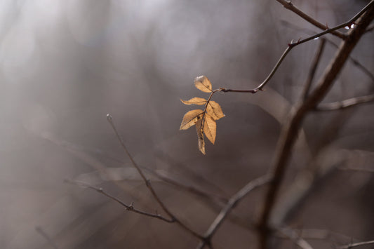 Dried Leaves on a tree