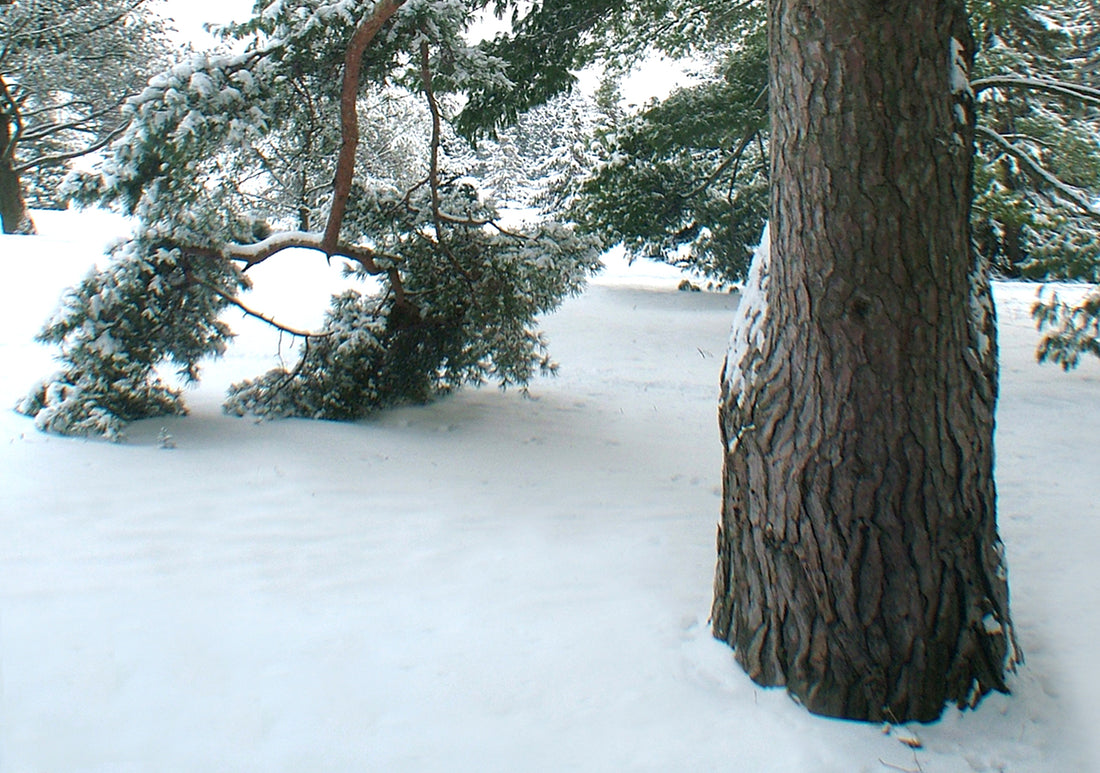 Evergreen in the snowy forest