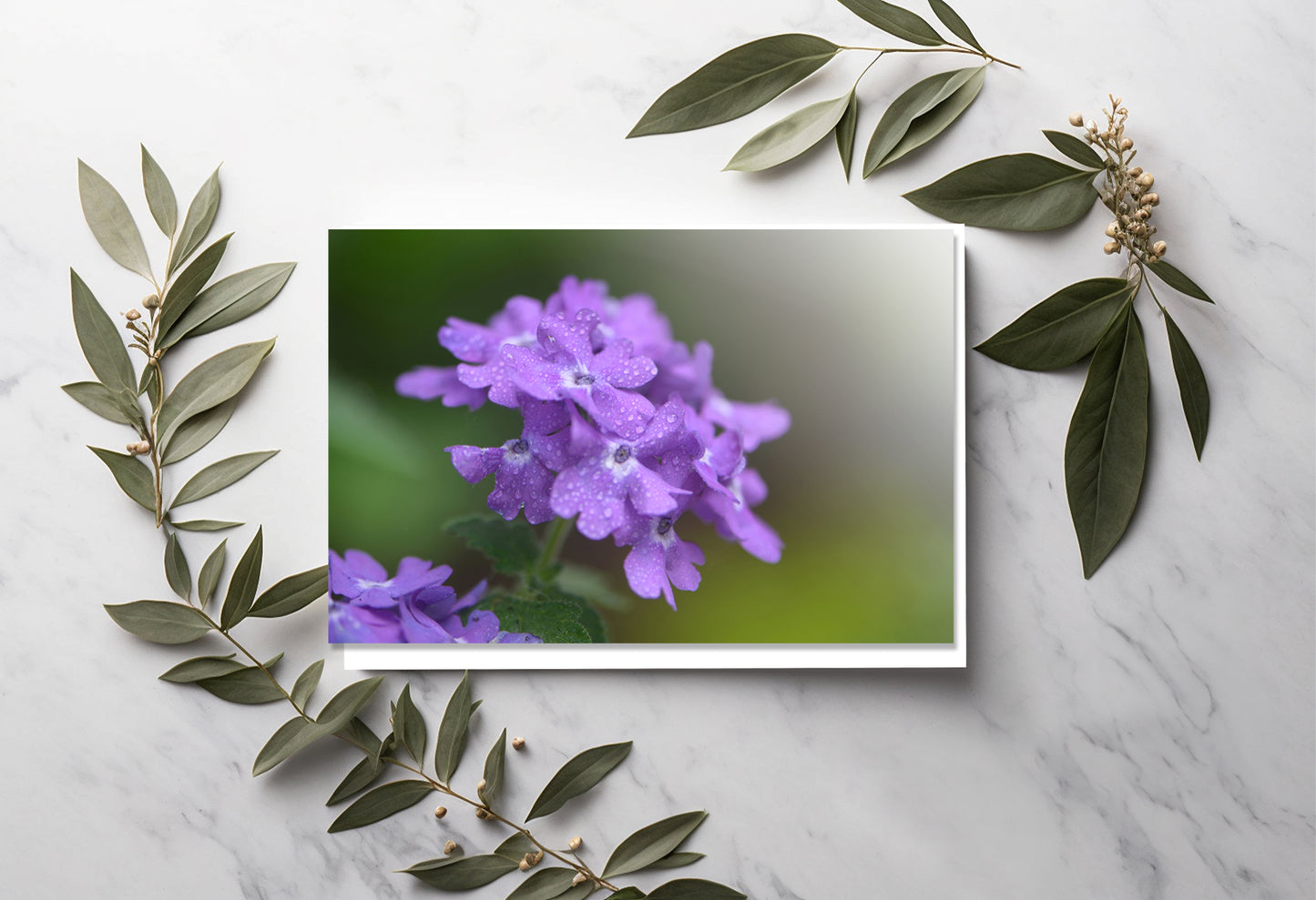 Blank Card-Phlox in the Rain